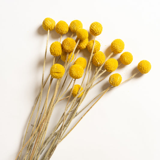 Ramo decorativo modelo 10 Craspedia 55 cm