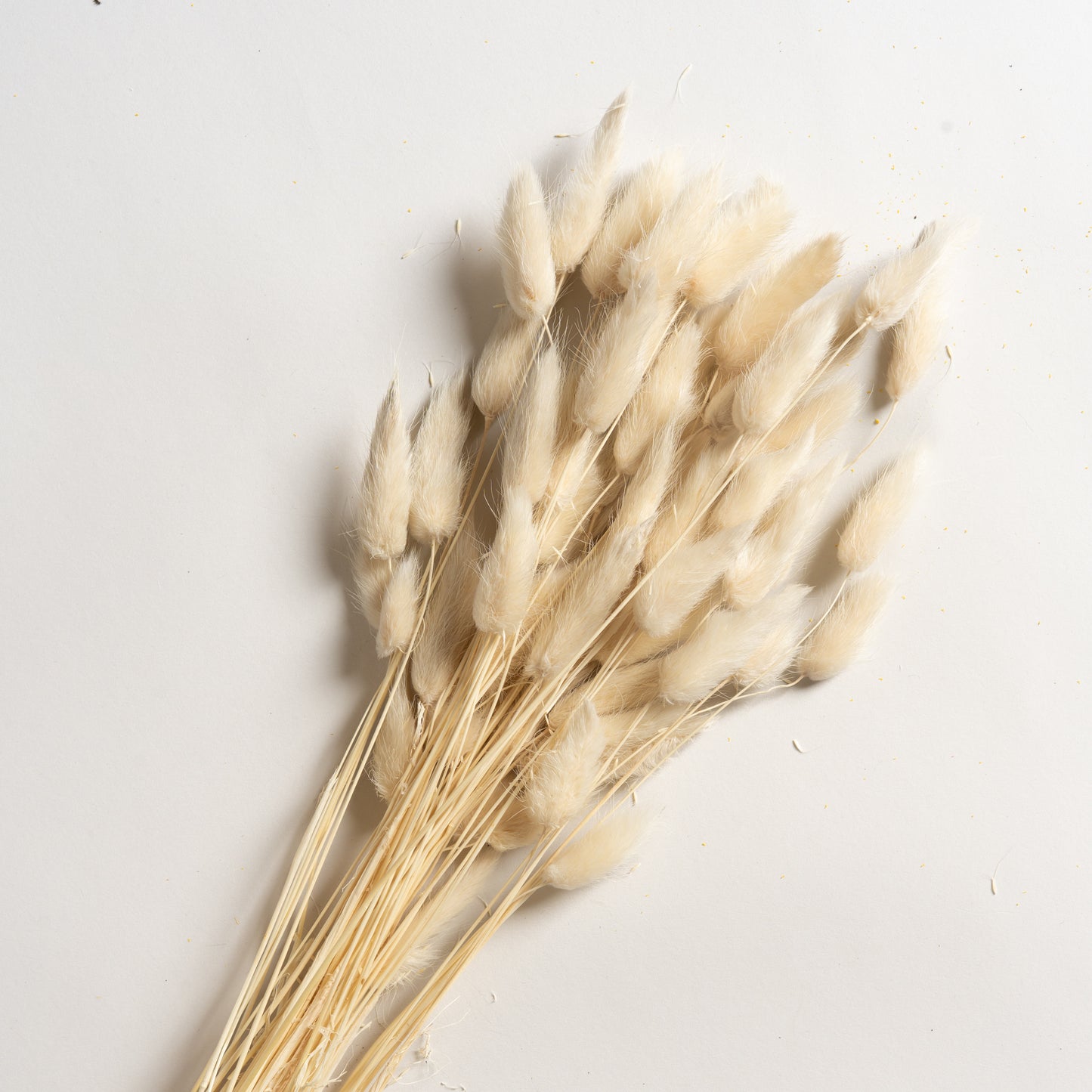 Ramo decorativo modelo 12 Lagurus 55 cm