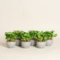 Maceta planta artificial Dinosa set x 6 modelo 1 8x8x15 cm