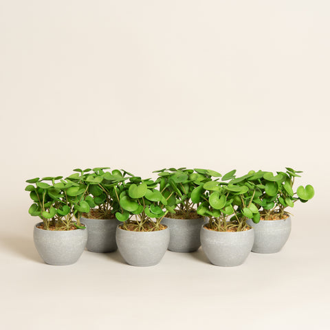 Maceta planta artificial Dinosa set x 6 modelo 1 8x8x15 cm