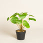 Planta artificial Whisper con maceta plastica 7x22 cm