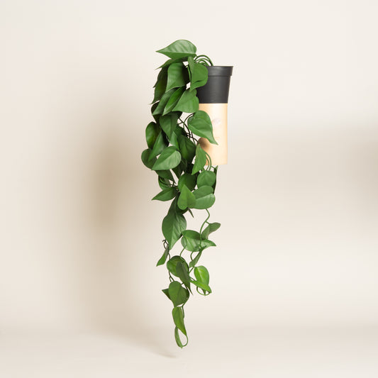 Maceta plastica negra con planta artificial colgante modelo 2 70 cm