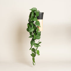 Maceta plastica negra con planta artificial colgante modelo 2 70 cm