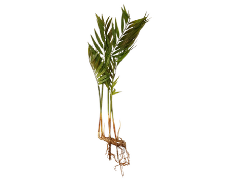 Planta artificial rustic con raiz 57 cm